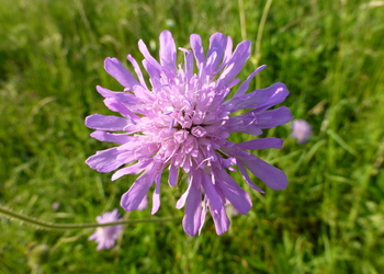 Wiesen-Witwenblume (Knautia arvensis) - © Philipp Sengl